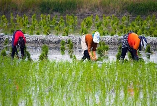 امسال 2 رقم جدید برنج به کشاورزان معرفی می‌شود

