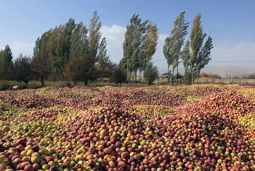 جنگ سرمای بهاری با تولیدات باغی