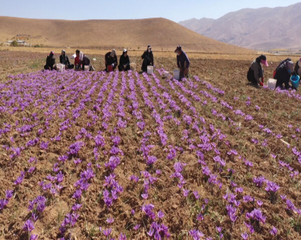 سالانه ۴۰ هکتار به سطح زیر کشت زعفران در چهارمحال و بختیاری افزوده می‌شود