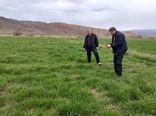 پایش گسترده مزارع غلات گرمرود با هدف ارتقای عملکرد و کاهش خسارت‌ها