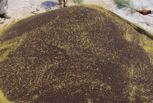 کشاورزان سیستان و بلوچستان 650 تن کلزا تحویل دولت دادند