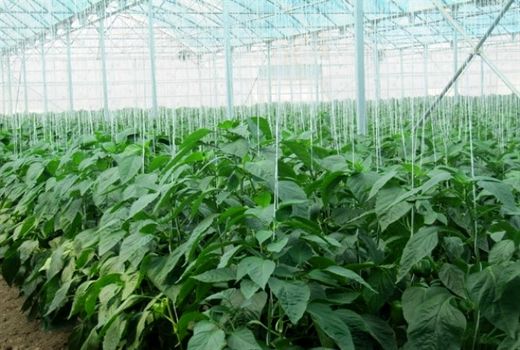 کشاورزان اصفهانی با رعایت اصول پیشگیری از کرونا فعالیت می‌کنند