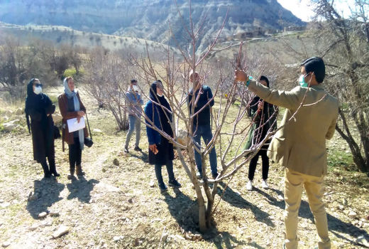آغاز عملیات هرس زمستانه در باغ های انجیر شهرستان کوه‌چنار