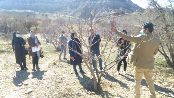 آغاز عملیات هرس زمستانه در باغ های انجیر شهرستان کوه‌چنار