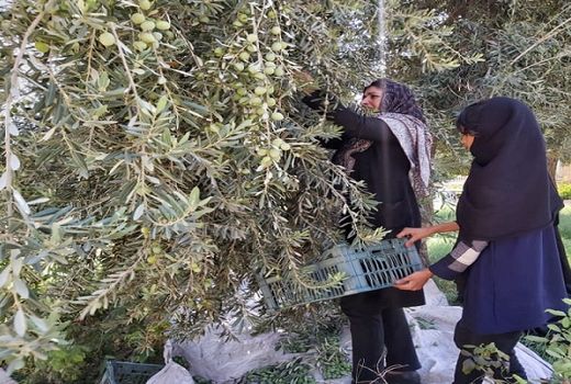 میزان تولید زیتون در کوار برآورد شد  