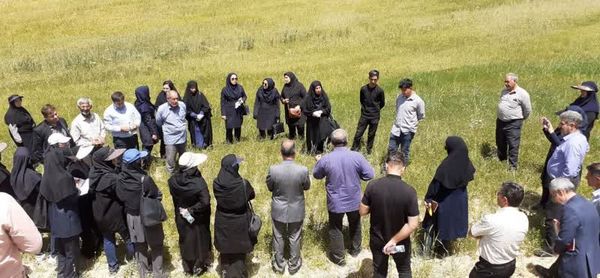 برگزاری روز مزرعه گاودانه در روستای گلهین بخش تیکمه‌داش بستان‌آباد
