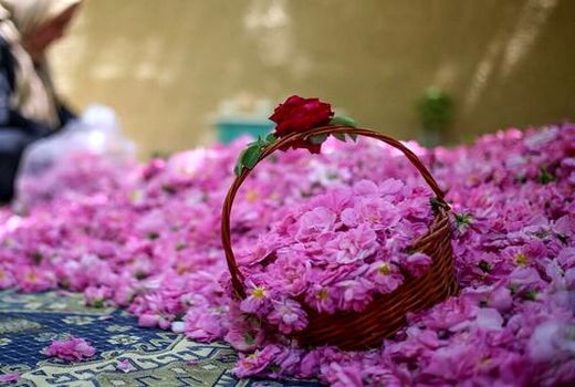 تولید 60 هزار تن گل محمدی در سال جاری 