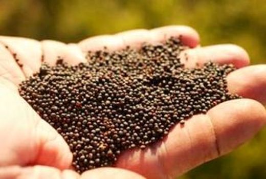 ضدعفونی بذور برای کشت جدید در سرایان