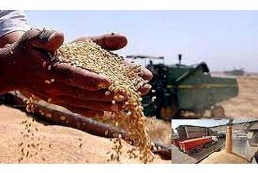 5300 تن گندم و کلزا از کشاورزان جویباری خریداری شد