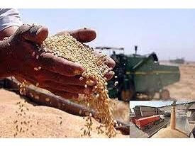 5300 تن گندم و کلزا از کشاورزان جویباری خریداری شد