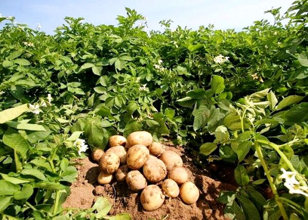 کاهش سطح زیر کشت سیب‌زمینی در شهرستان شهرکرد