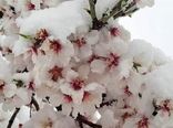 هشدار برای  مقابله با خسارت سرمازدگی درختان میوه در آذربایجان شرقی