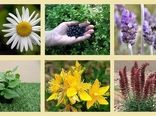 برگزاری دهمین همایش ملی گیاهان دارویی وکشاورزی پایدار در همدان