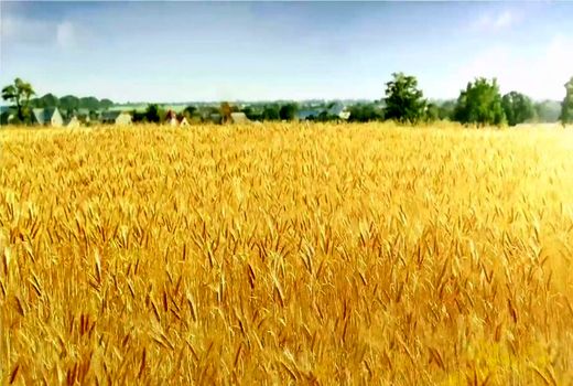تولید  5.12 تن گندم و  9.3 تن جو آبی در هر هکتار در مزرعه شهرستان ارزوئیه