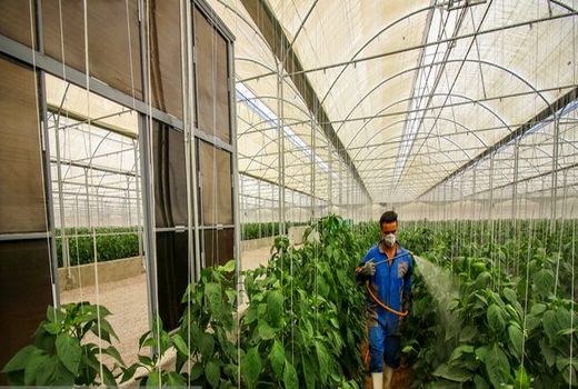 ترویج کشت گلخانه‌ای ضرورت حفظ بخش کشاورزی است