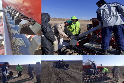 اجرای 58هزار هکتار طرح جهش تولید در مزارع گندم و جو دیم در شهرستان هشترود