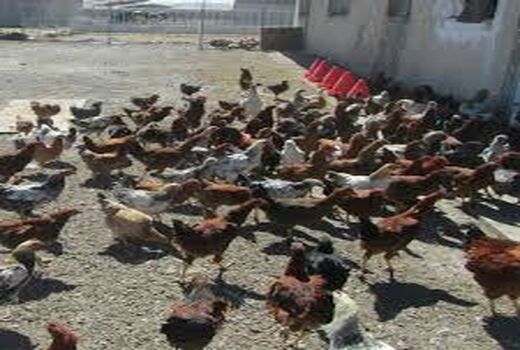 ایجاد ، ارتقا و ترمیم مهارت شاغلان بخش کشاورزی در خوزستان