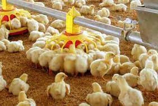 افزایش جوجه ریزی فارم‌های نیمچه گوشتی در مرغداری های شهرستان آبیک