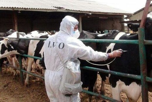 طرح واکسیناسیون دام‌های سنگین علیه بیماری لمپی اسکین در چهارمحال و بختیاری آغاز شد 