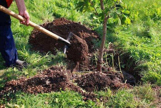 توزیع و کشت 320 هزار اصله نهال در خراسان‌شمالی/ اجرای طرح زارعت چوب در گرو تامین اعتبار لازم