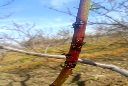 کشاورزان در سمپاشی درختان هسته دار به توصیه های کارشناسی توجه کنند