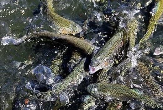 تولید بیش از 3800 تن ماهی در کردستان