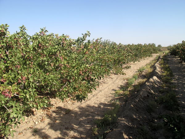 برداشت پسته از سطح باغات سیستان و بلوچستان آغاز شد