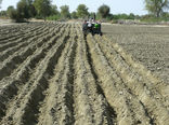 کشت پاییزه در 180 هزار هکتار از زمین های کشاورزی سیستان و بلوچستان آغاز شد