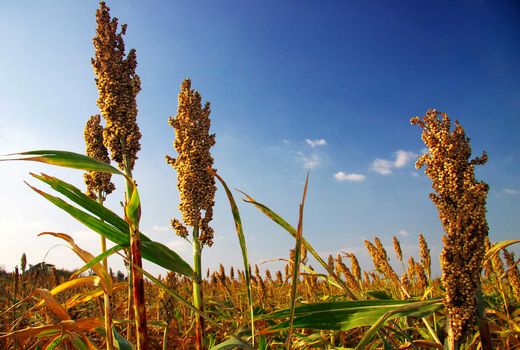 رشد قیمت‌ها در محصولات غذایی و کشاورزی  