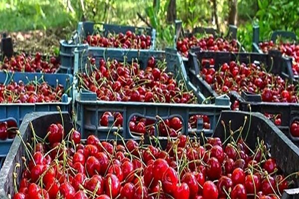 آغاز برداشت ۵ هزار تن آلبالو از باغات استان قزوین