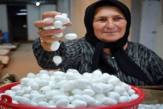 توزیع 2200جعبه تخم نوغان بین نوغانداران مازندرانی