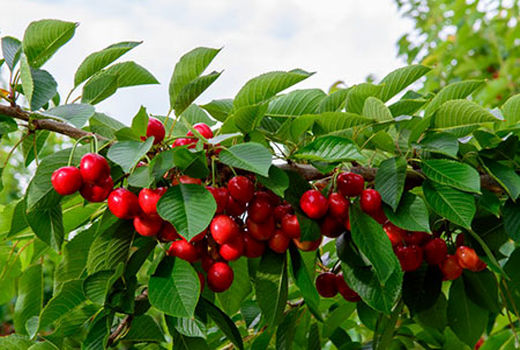 چهار رقم گیلاس زودرس به زودی وارد بازار می شود
