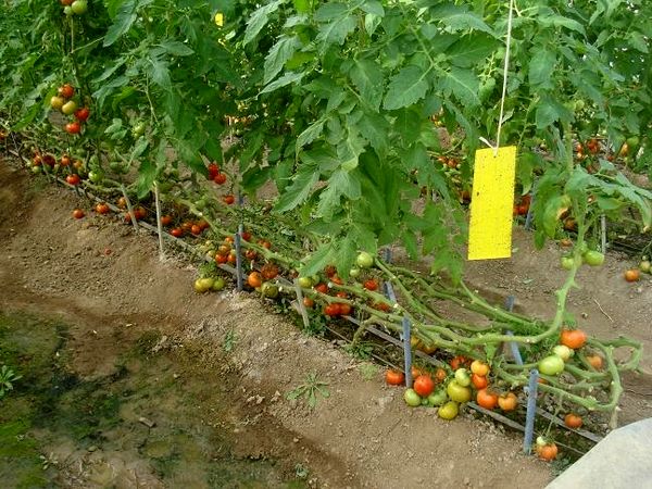 ۲ هزار کارت زرد جذب حشرات بین گلخانه‌داران شهرستان البرز توزیع شد