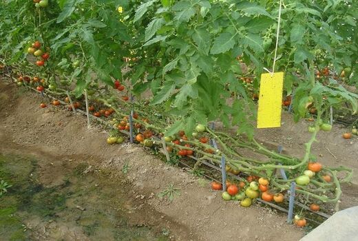 ۲ هزار کارت زرد جذب حشرات بین گلخانه‌داران شهرستان البرز توزیع شد