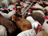 طرح نگهداری دام مولد برای صیانت از ذخایر ژنتیکی در خراسان شمالی اجرا می شود 