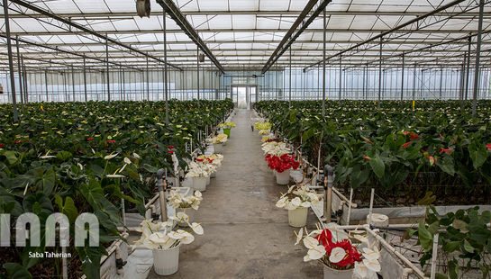 بازدید حجتی از گلخانه آنتوریوم 