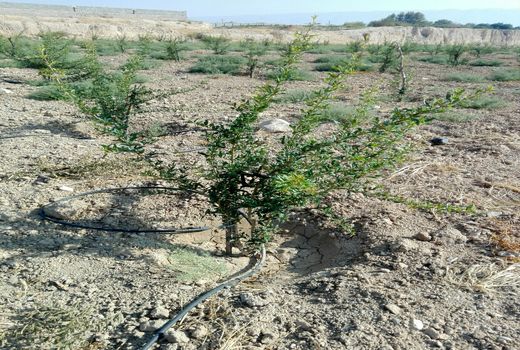 کاشت آزمایشی انار واندرفول درکوار 