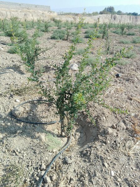 کاشت آزمایشی انار واندرفول درکوار 