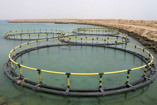 چهار هزار تن ماهی در قفس در استان بوشهر تولید می‌شود 