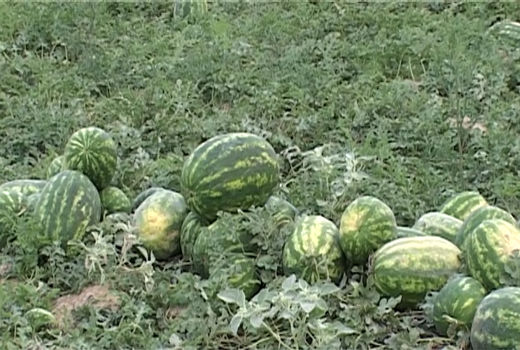 برداشت هندوانه و ملون از 160 هکتار از مزارع شهرستان گلپایگان