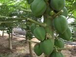 کشت گلخانه ای میوه های استوایی در دهاقان