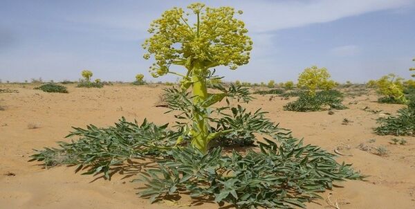 تحقق 4.5 برابری کاشت گیاهان دارویی در طرح جهش تولید در دیمزارهای فارس