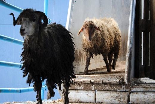 اخذ مجوز بهداشتی برای جابه جایی دام در اصفهان تکلیف قانونی است