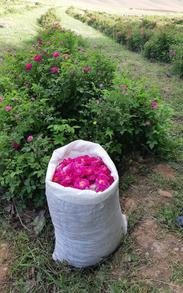  برداشت بیش از ۵۰ تن گل محمدی از 15 هکتار از گلستانهای شهرستان جلفا