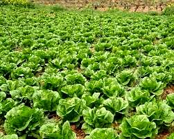 کشت بیش از 400 هکتار سبزی و صیفی در حمیدیه