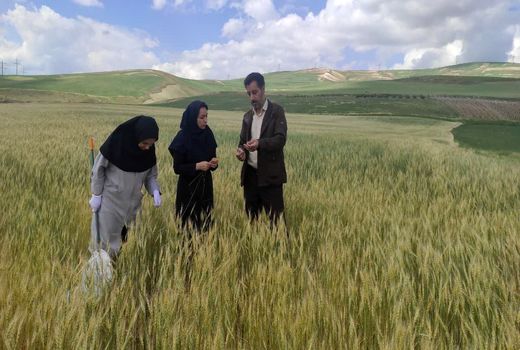 مبارزه با آفت سن گندم در مزارع ارومیه بدون وقفه در روزهای تعطیل ادامه دارد