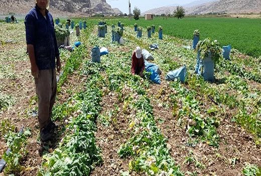 میانگین عملکرد محصول شلغم در شاهرود ۲۲ تن در هکتار است