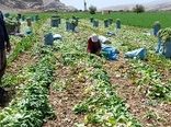 میانگین عملکرد محصول شلغم در شاهرود ۲۲ تن در هکتار است
