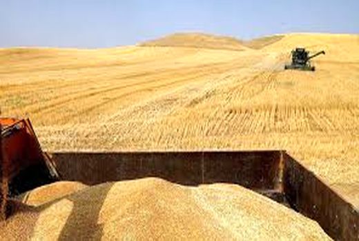 برداشت گندم از 25 فررودین از مزارع حمیدیه