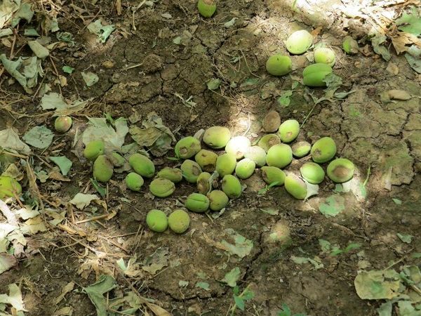 سرما و طوفان ۴۰۰ میلیارد تومان به کشاورزان ابرکوه خسارت زد